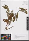 Foto von Salix cinerea L.